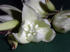 fleur de yucca
